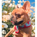 Frenchie squad :)