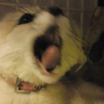 Fenek