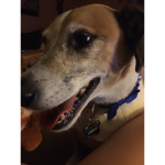 The doggy group fun
