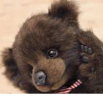 Best of the bears