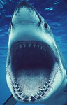~ Little Sharks ~