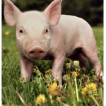 Fat divine pigs