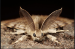 THE MOTH CLUB!
