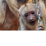 Serela Monkey group