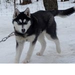 Husky's Fur Life <3
