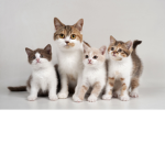 Fluffy Cat God Group