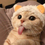 | meow |