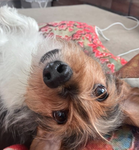 My dog Maggie’s fan group