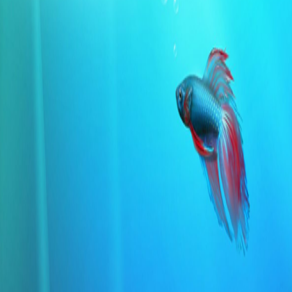 Banner-BetaFish Roblox decal