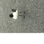 COOL GROUP SEAGULLS