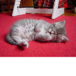 the cat lounge