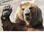 OFFICIAL TEAM BEAR SQUAD