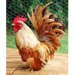 BoiChicken