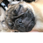 This pug in the photo will bite your fingers off