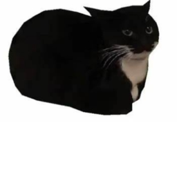 MAXWELL THE CAT