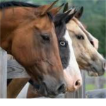 Horses are forever