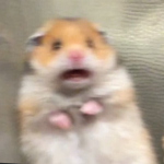 Hamsters United! <3