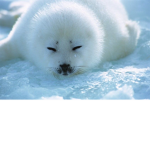 Harp seal