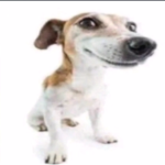 Chipilinos