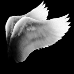 堕天使 - fallen angels