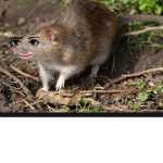 Rats have feelings to