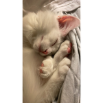 Kitties and friends