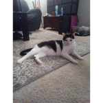 This is my cat poke