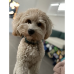 Puppy luppy