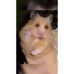 Collehammstergang