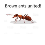 Brown ants united.
