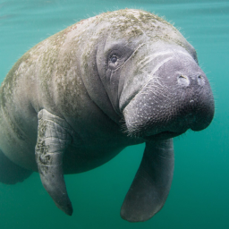 Manatee
