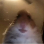 Hamster_for_life