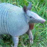 Armadillo Cafe