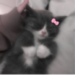 x sleepy kittens