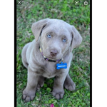 Puppies Super cute