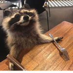 The Raccoon Mafia