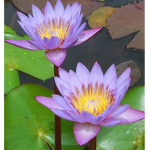 Flower Family Frenzy