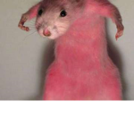 Shay's Rat Shop