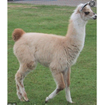 The Llama Bedwars Group