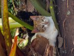 THE COCONUT CAT COMMUNITY