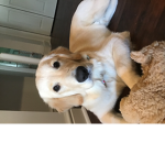 If you love adopt me join this group!