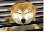 Commander Doges