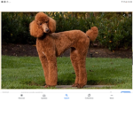 Team poodle