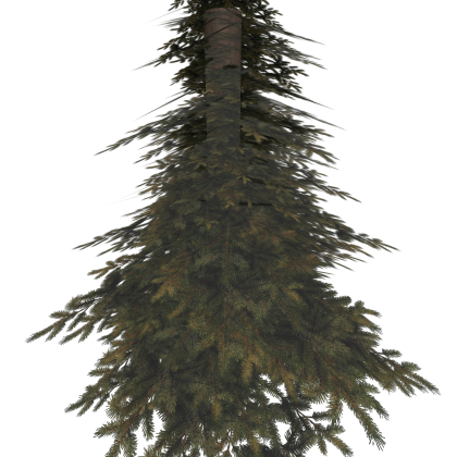 💫 [UPDATED] 🌠 [New!] Forest Tree