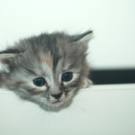 Don’t mess with cats!