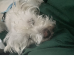 Winston the man dog