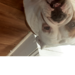 Dogeeessss