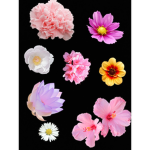 The Flower Power Squad!