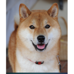 Doggo group (: