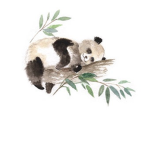 team pandas forever